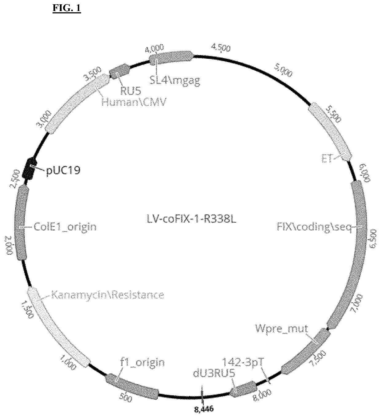 Use of lentiviral vectors expressing factor ix