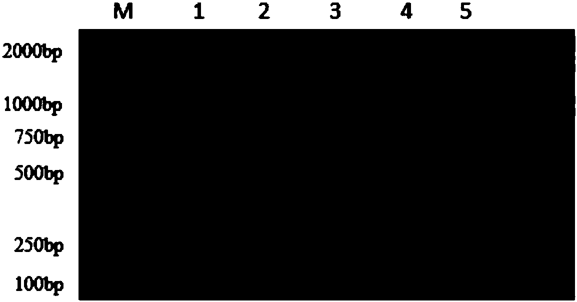 Multiplex PCR (Polymerase Chain Reaction) detection primer group for avian pathogenic escherichia coli and the like, method and kit