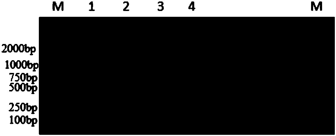 Multiplex PCR (Polymerase Chain Reaction) detection primer group for avian pathogenic escherichia coli and the like, method and kit