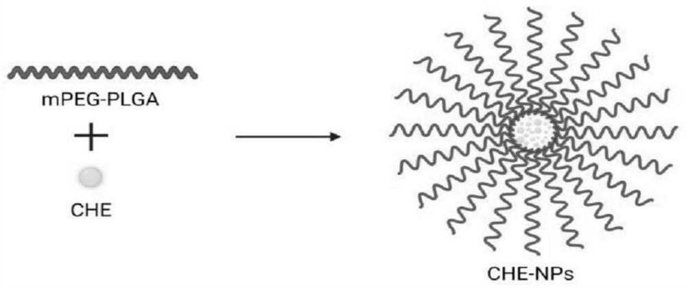 Chelerythrine mPEG-PLGA nanogel composite preparation as well as preparation method, detection method and application of chelerythrine mPEG-PLGA nanogel composite preparation