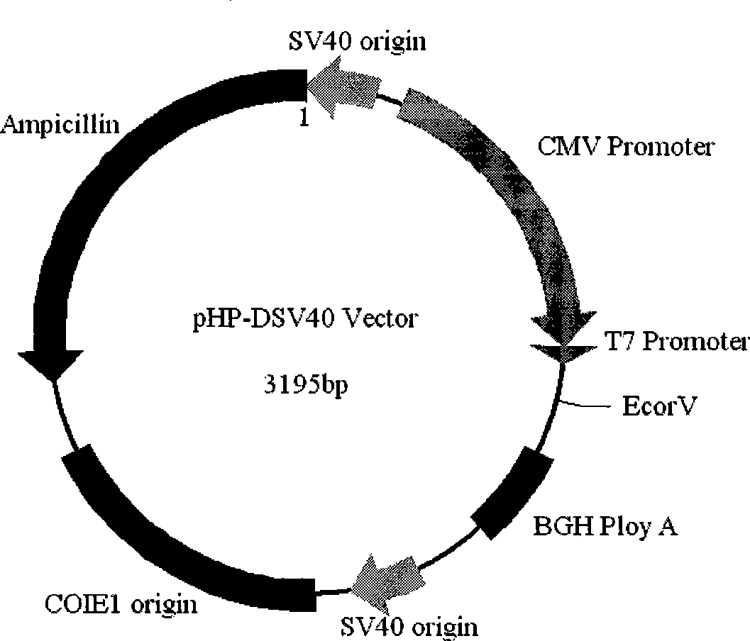 Eukaryon expression shuttle vector, construction method and application