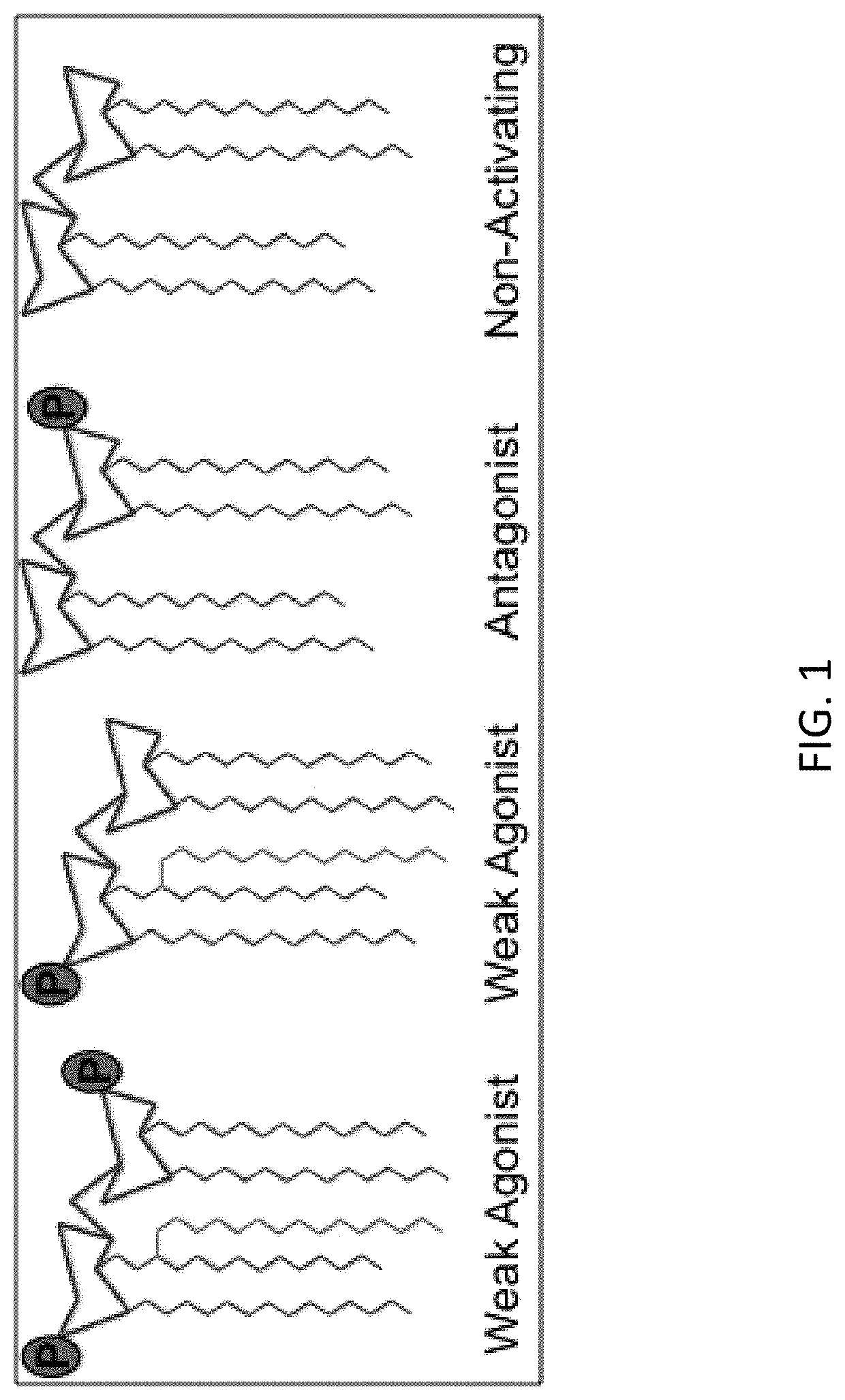 Porphyromonas gingivalis immune modulators and uses thereof