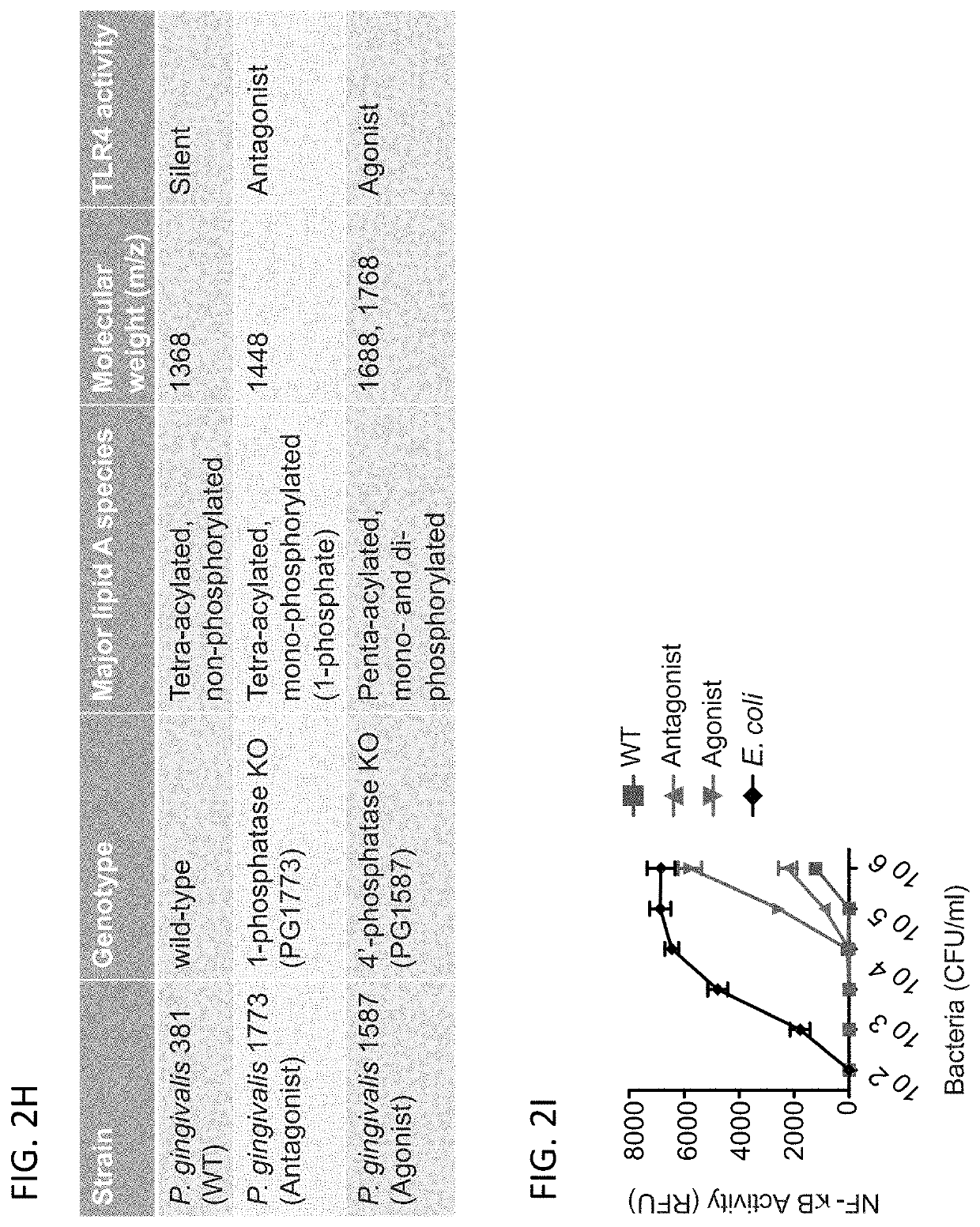 Porphyromonas gingivalis immune modulators and uses thereof