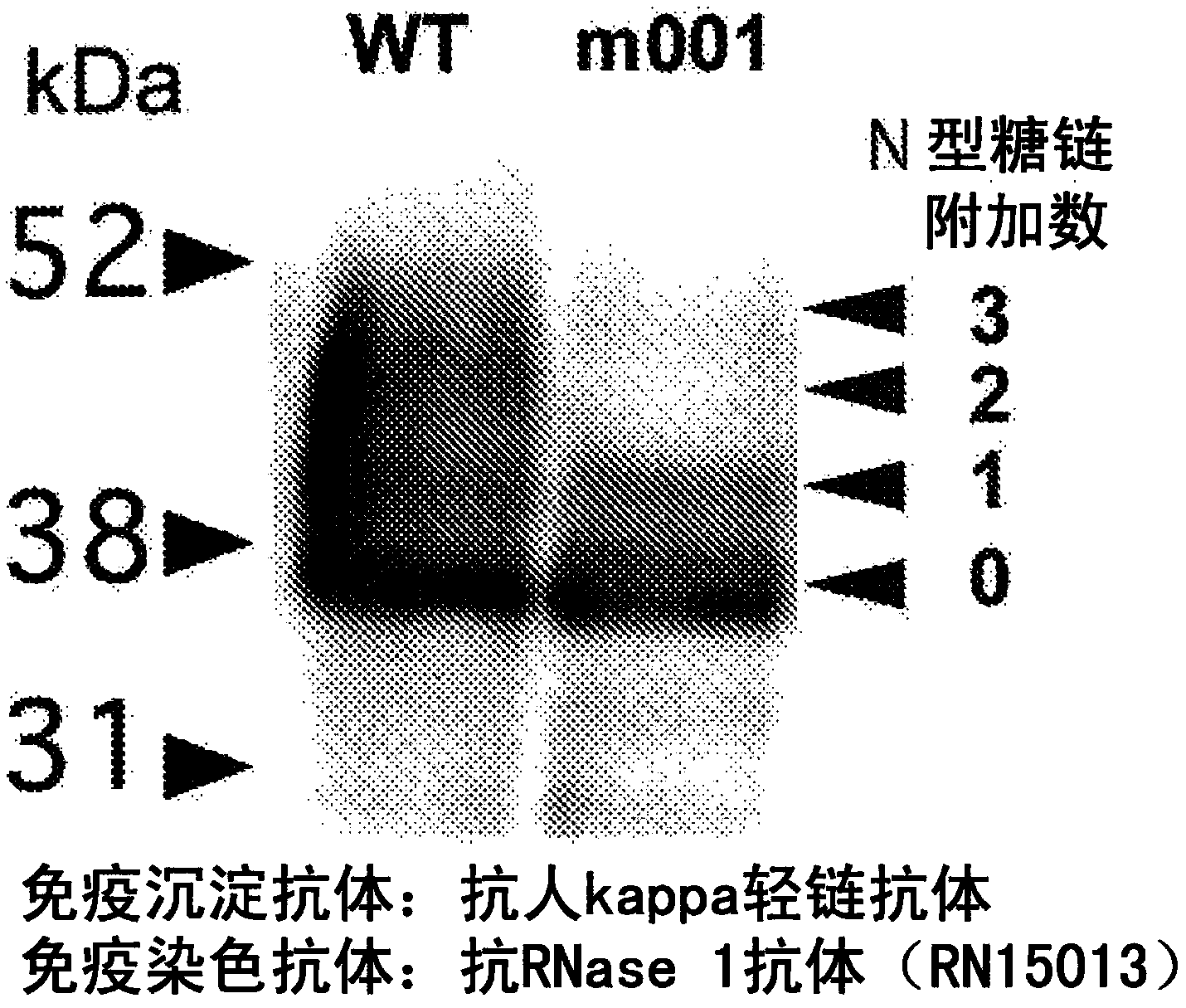 Method for detecting cancer, and antibody capable of recognizing pancreas-specific ribonuclease 1