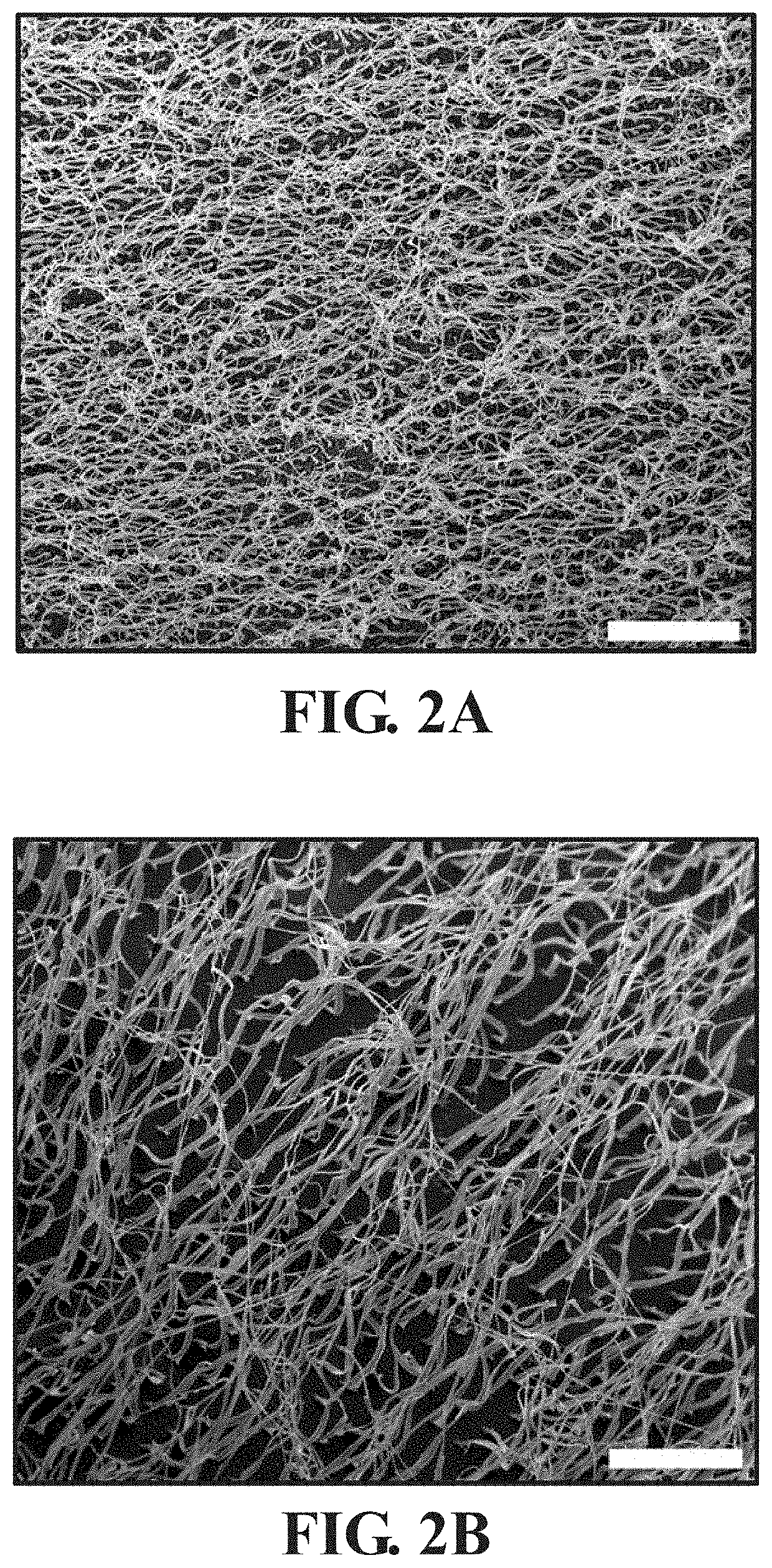 Biomimetic cell culture substrates