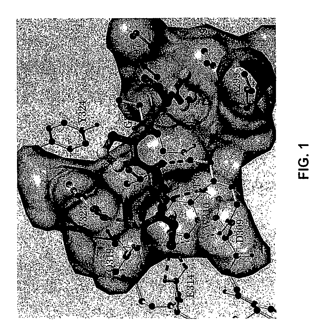 Conformationally constrained Smac mimetics and the uses thereof