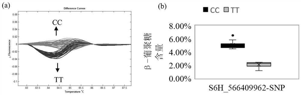 SNP molecular markers related to barley grain β-glucan content and their application