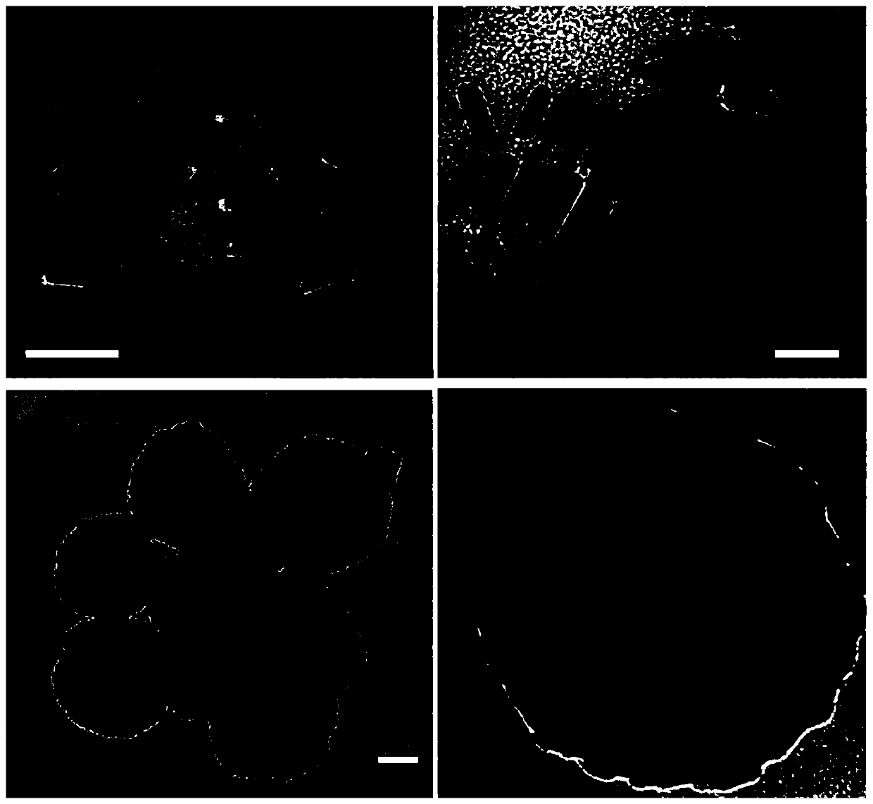 A method for the detection of mycotoxins based on dtnb-labeled gold@silver core-shell nanorods