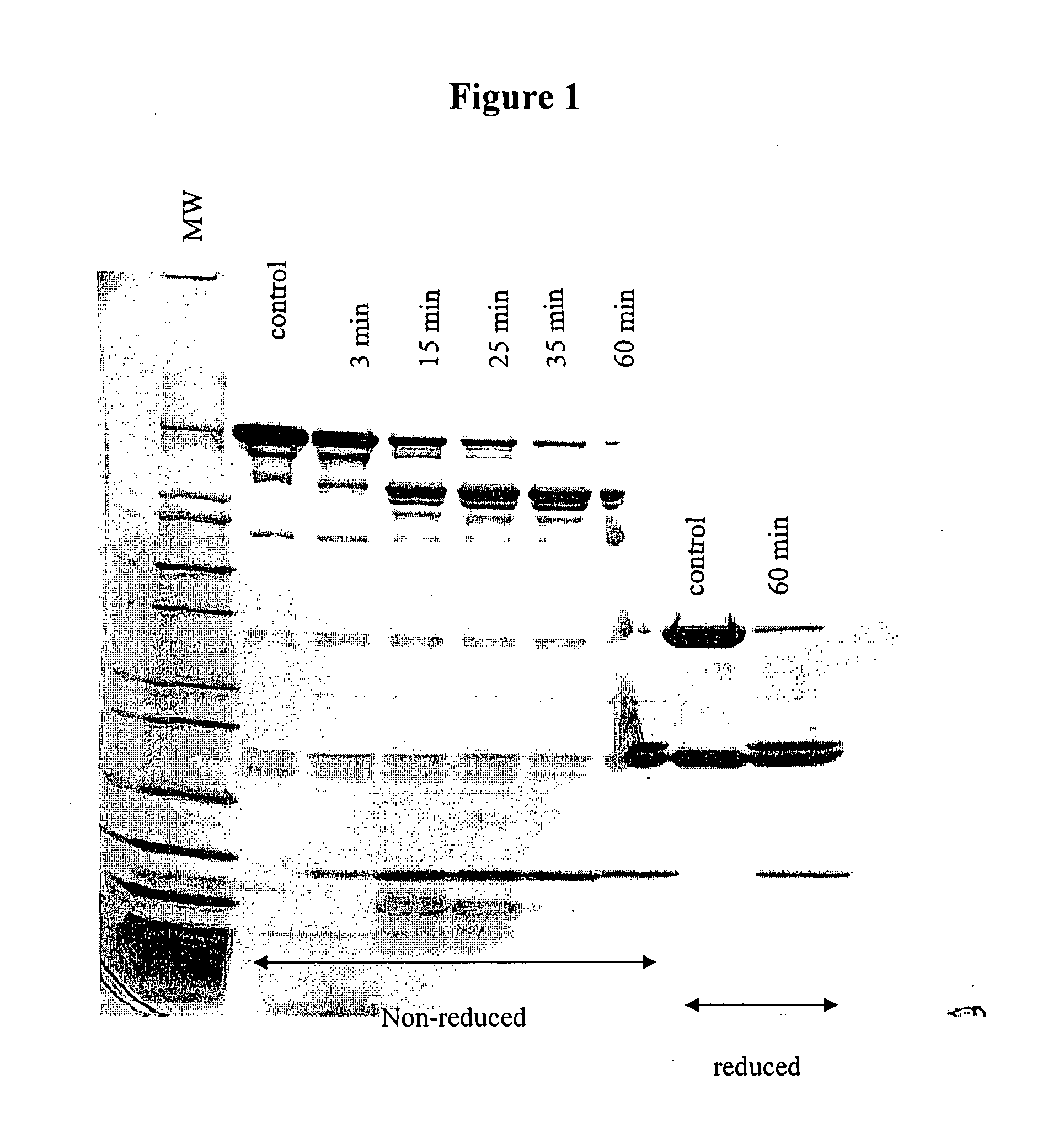 Method for generating F(ab')2 antibody fragments