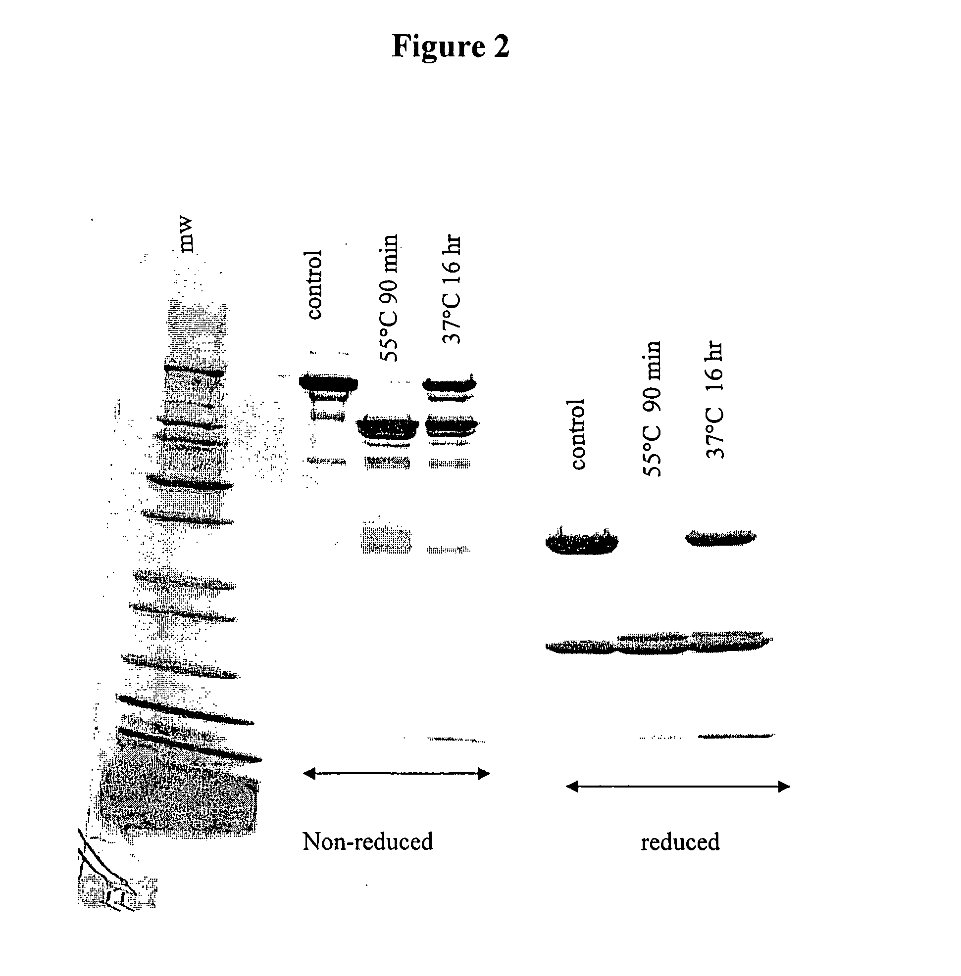 Method for generating F(ab')2 antibody fragments