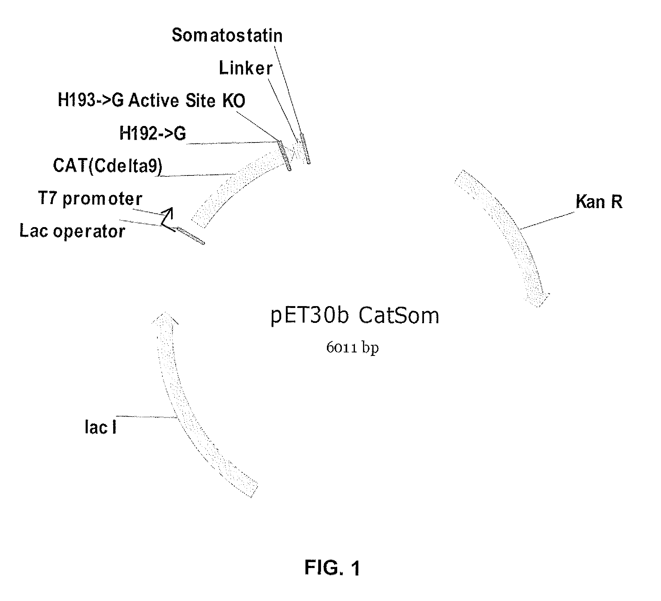 Chloramphenicol acetyl transferase (CAT)-defective somatostatin fusion protein and uses thereof