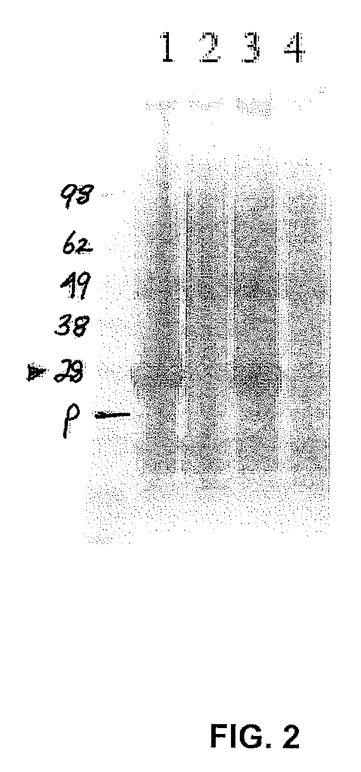 Chloramphenicol acetyl transferase (CAT)-defective somatostatin fusion protein and uses thereof