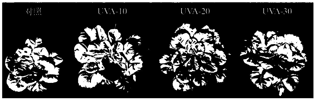 Method for improving yield and quality of leafy vegetables in plant factory through low-dosage long-wave ultraviolet light