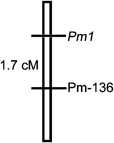 Linked Molecular Marker and Application of the Dominant Resistance Gene pm1 to Powdery Mildew of Cucurbita