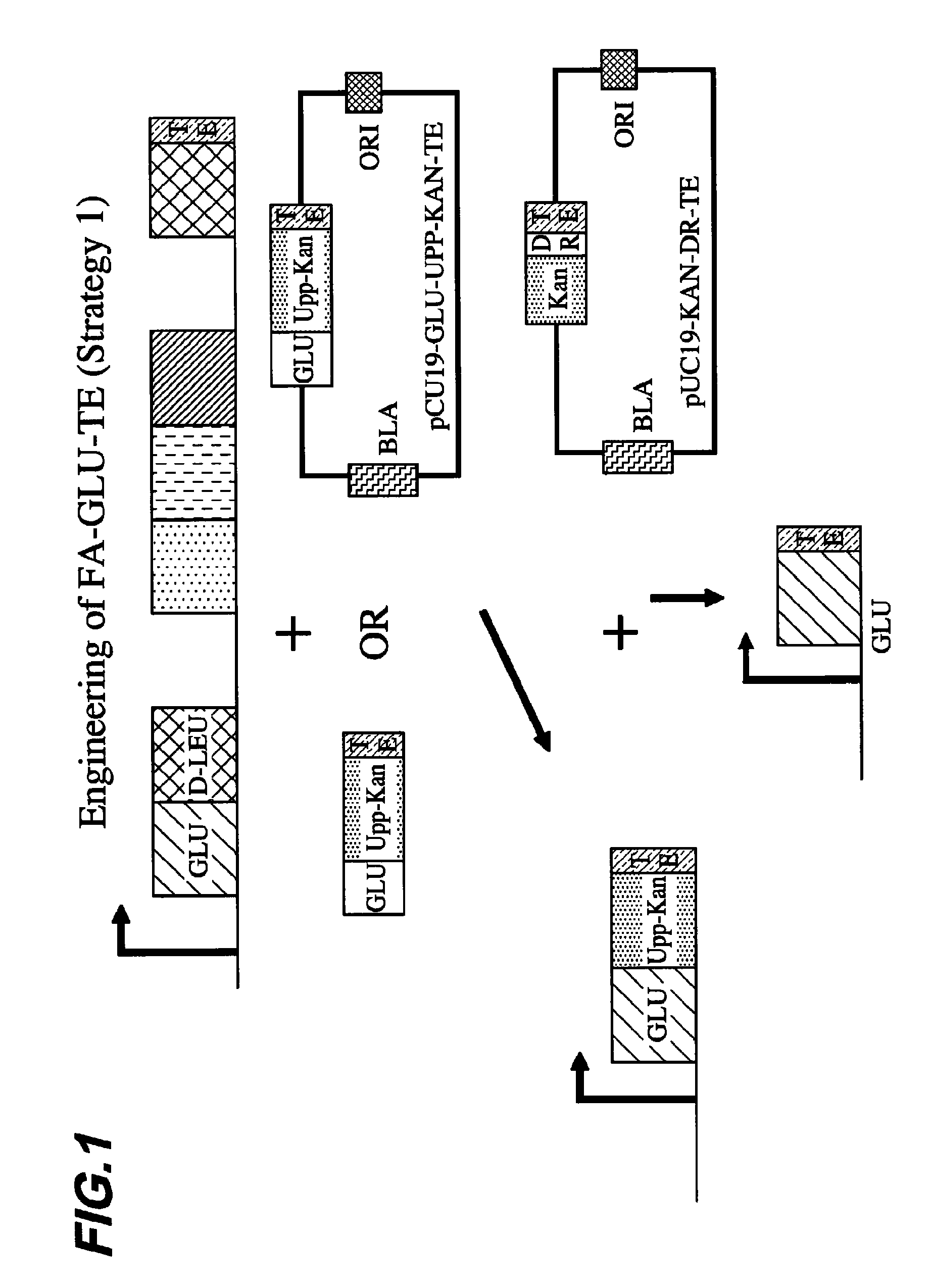 Generation of acyl amino acids