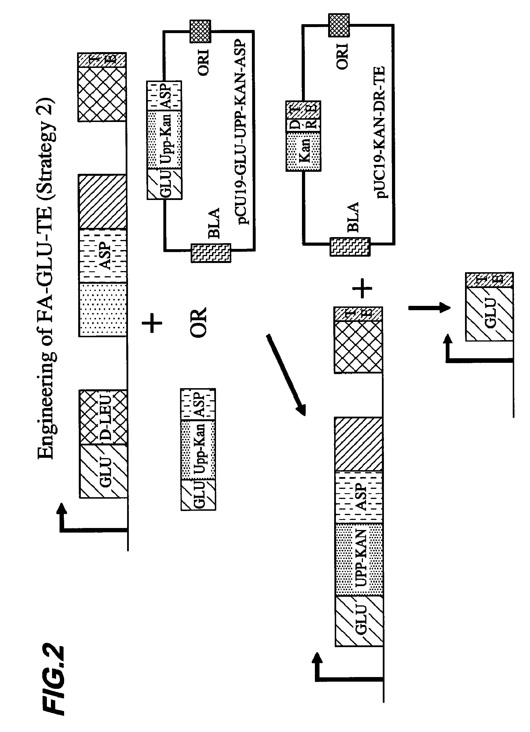 Generation of acyl amino acids