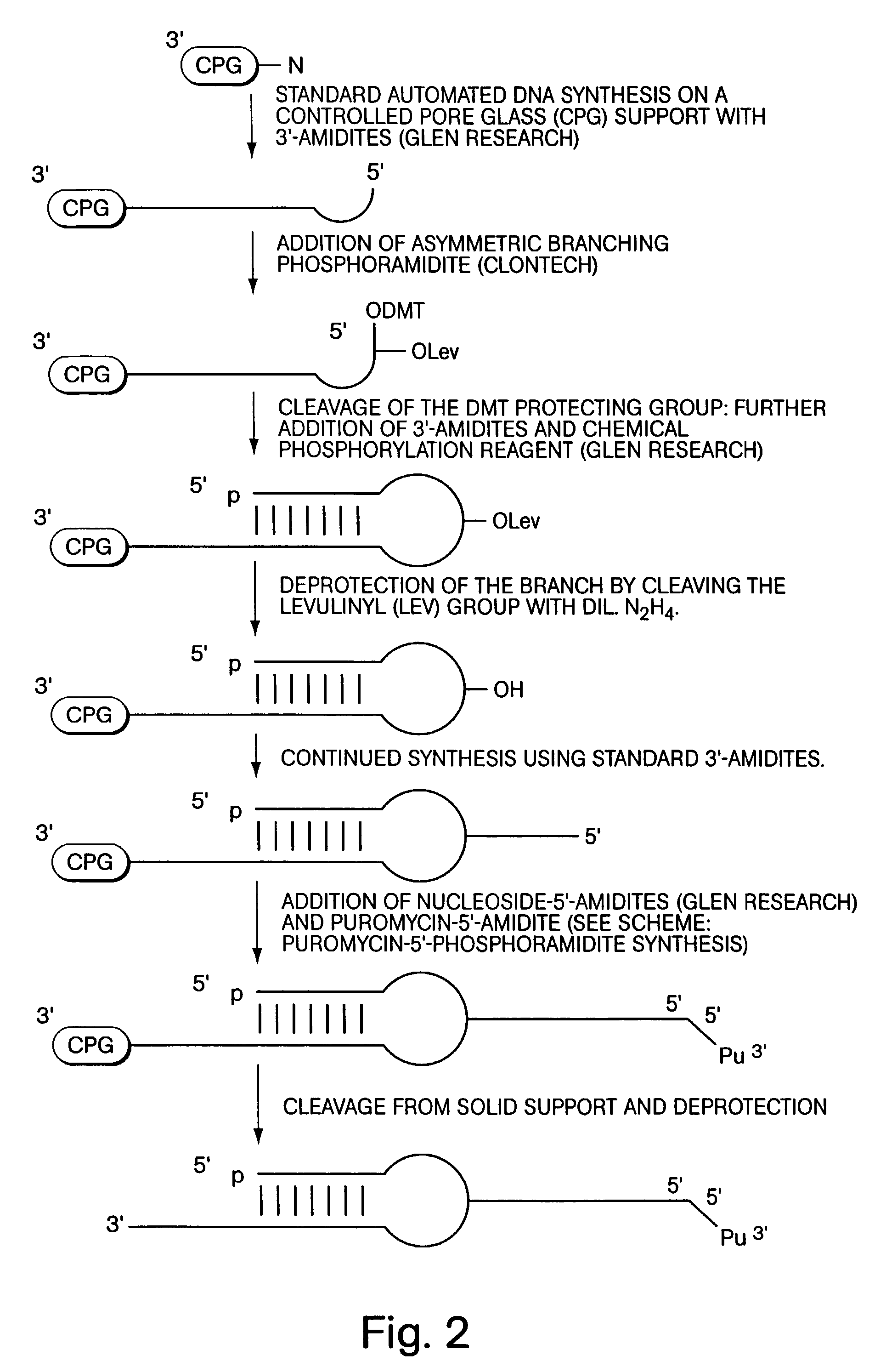 DNA-protein fusions and uses thereof