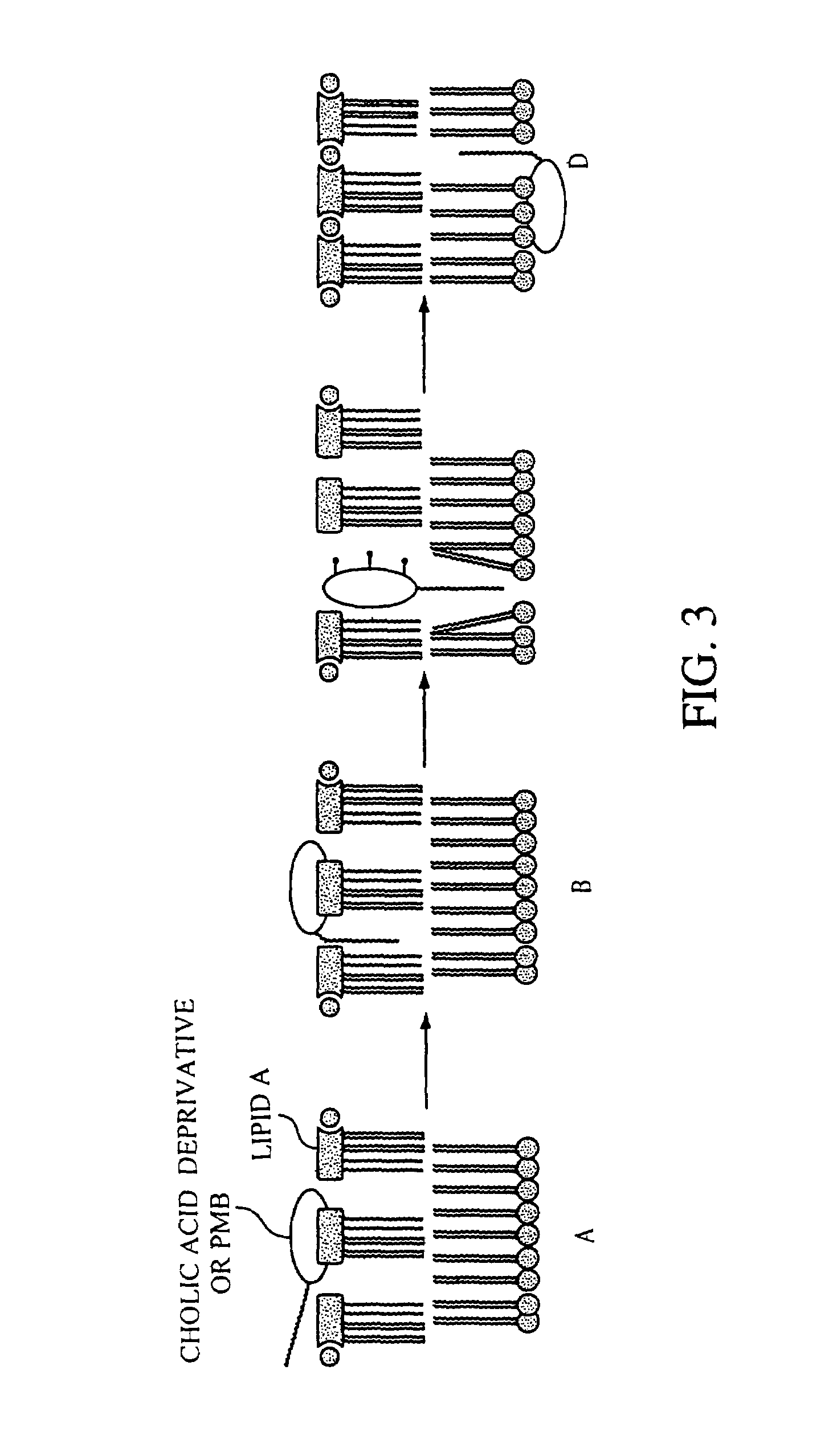 Steroid derived antibiotics