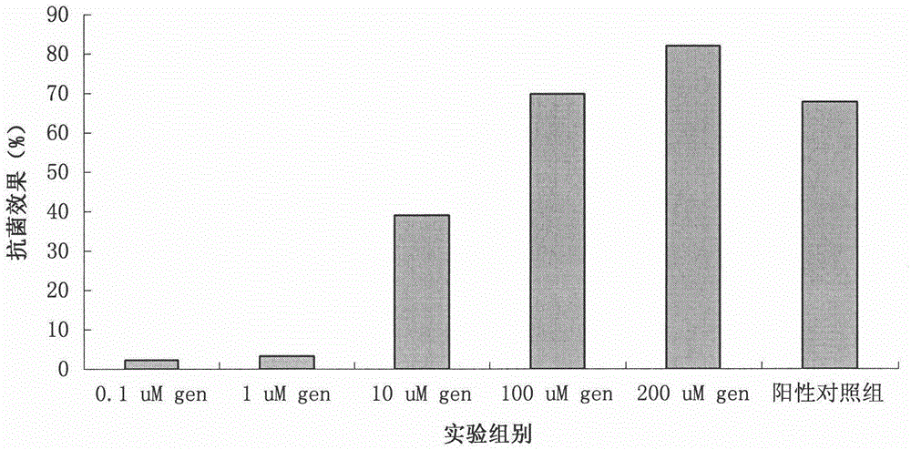 A method for constructing a zebrafish bacterial infection model and its application