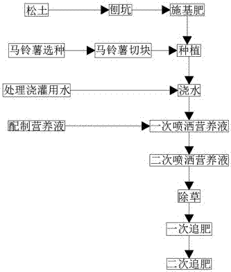 Method for cultivating potatoes by means of growing seedlings