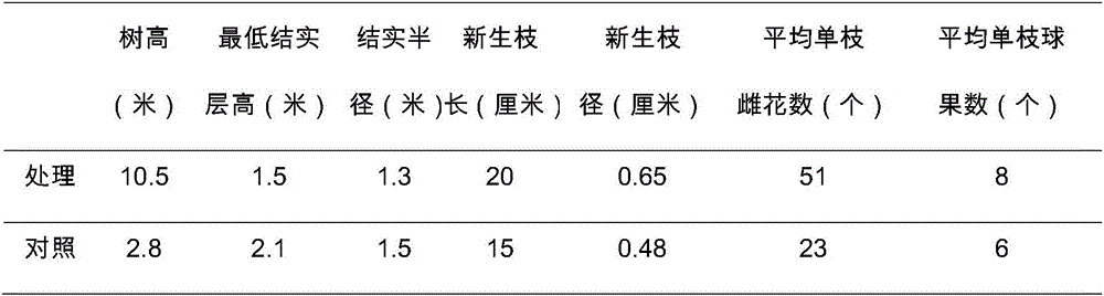 Method for dwarfing and rejuvenating seed orchard big trees of masson pine and improving flower and fruit setting rate