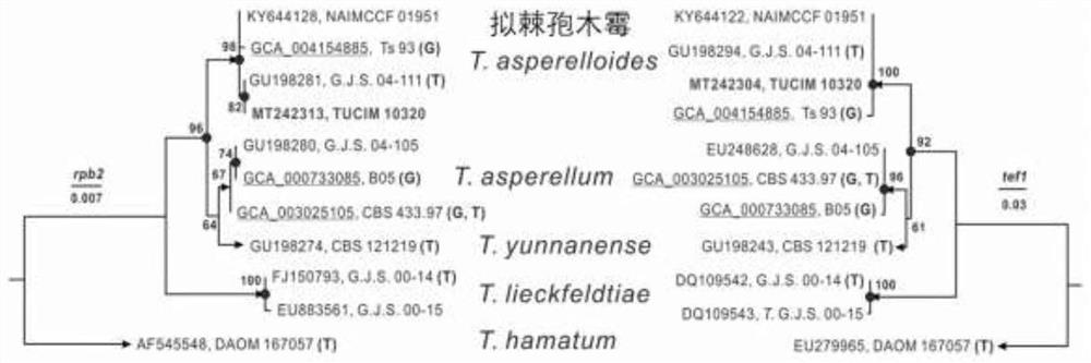 A saline-alkali tolerant Trichoderma aculeatus and its application