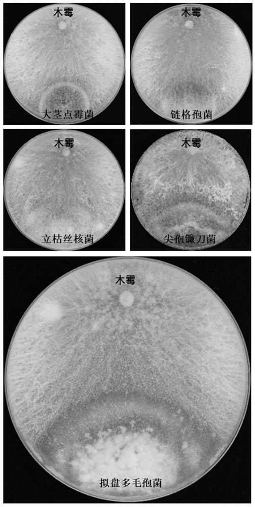 A saline-alkali tolerant Trichoderma aculeatus and its application