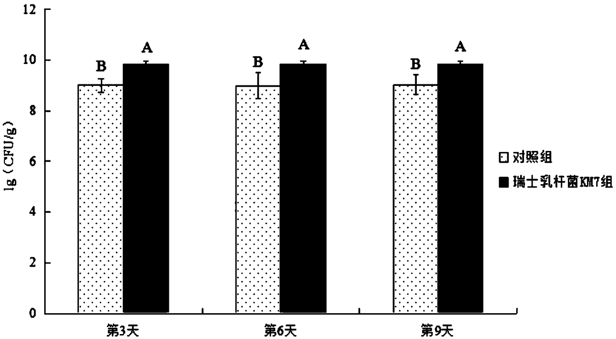 Lactobacillus helveticus and application thereof in bee breeding process