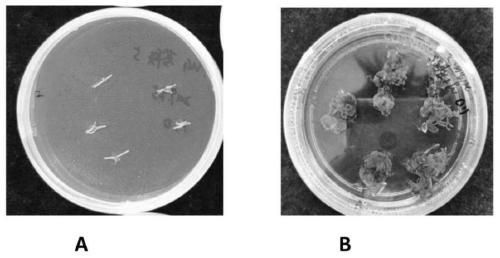 Induction culture method of radix astragali callus tissue and application of radix astragali callus tissue prepared by induction culture method