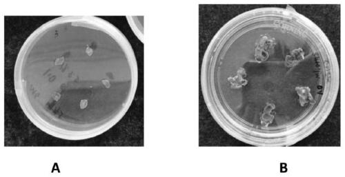 Induction culture method of radix astragali callus tissue and application of radix astragali callus tissue prepared by induction culture method