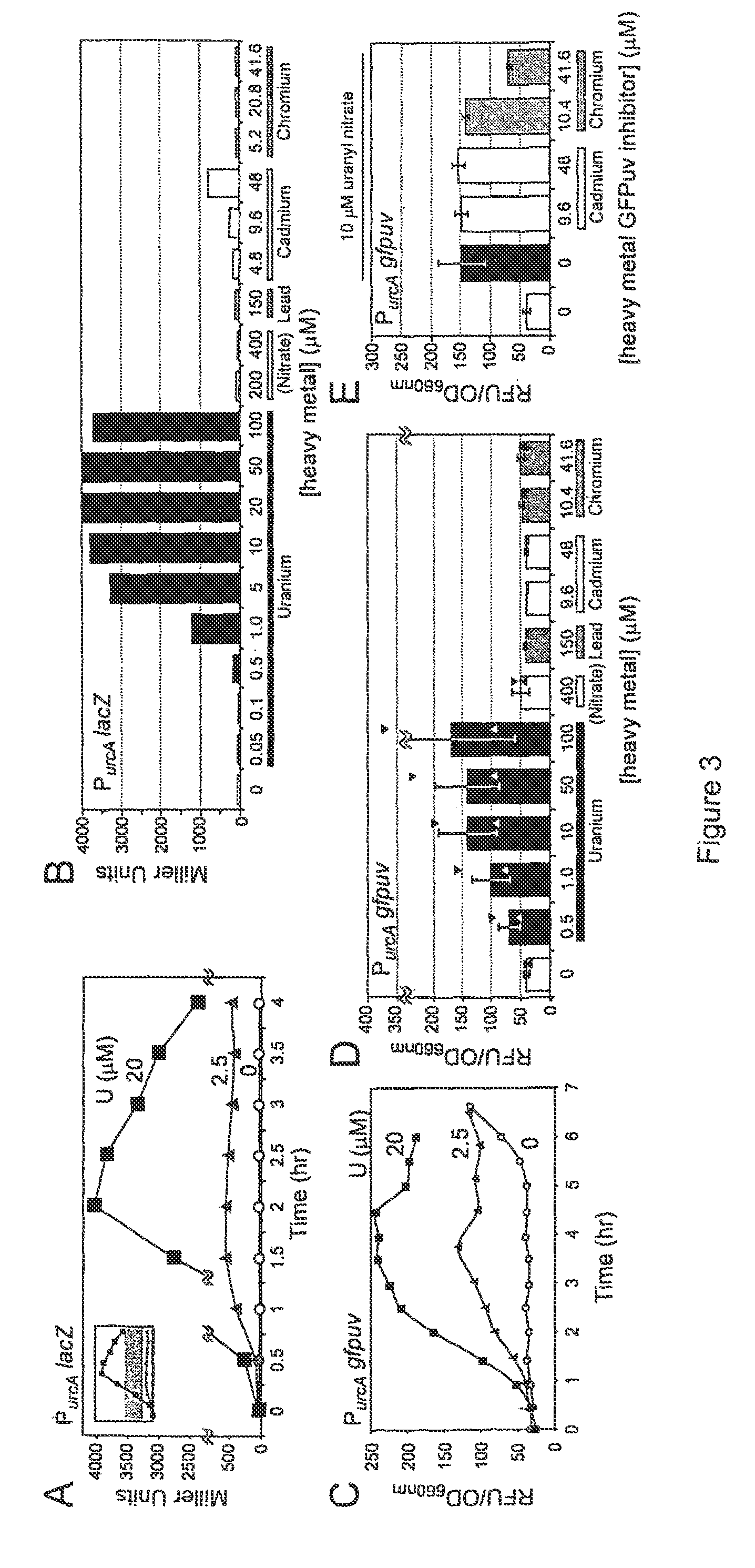 Heavy metal biosensor