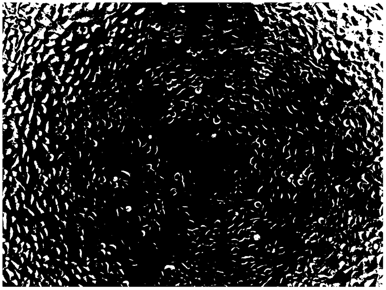 A kind of lipid compound siRNA transfection reagent