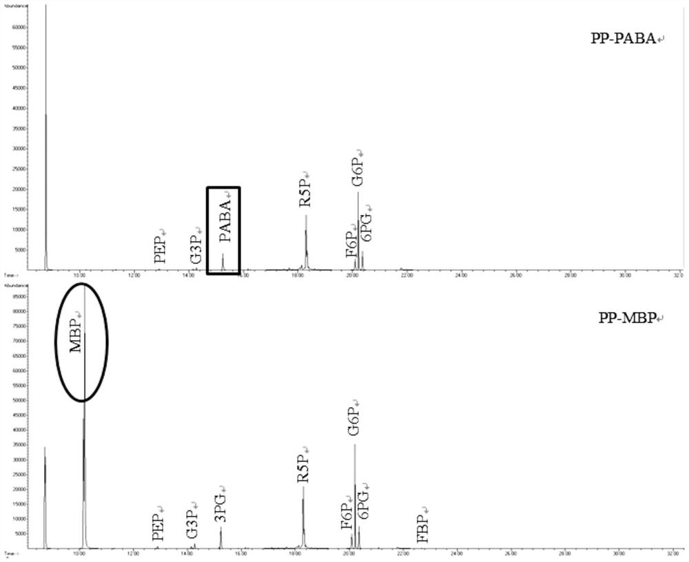 Novel internal standard for the detection of amino acids, organic acids, or sugar phosphate metabolites in samples