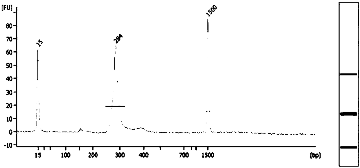 Detection kit and method for Duchenne/Becker muscular dystrophy based on multiplex PCR (Polymerase Chain Reaction) trapping technique