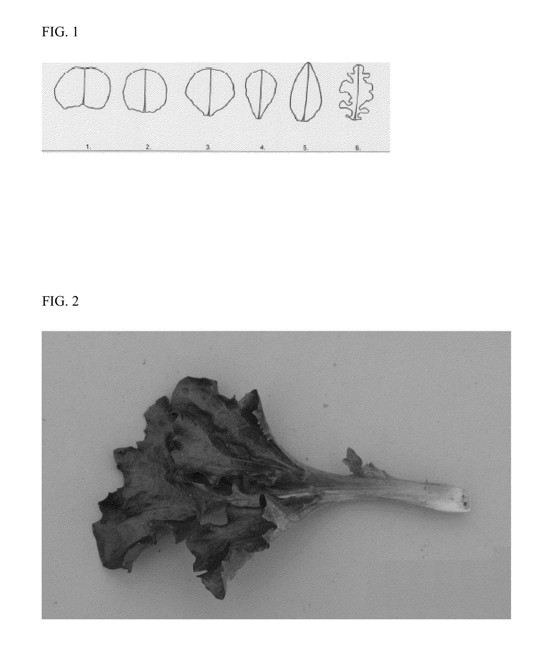 Lettuce variety 79-65 rz