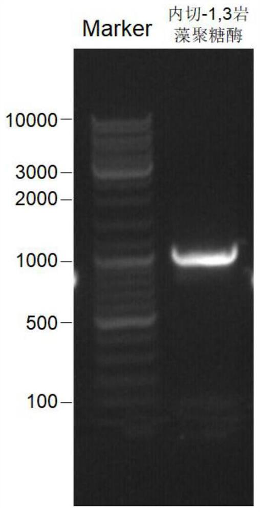 Endo-1, 3-fucoidan enzyme and application thereof