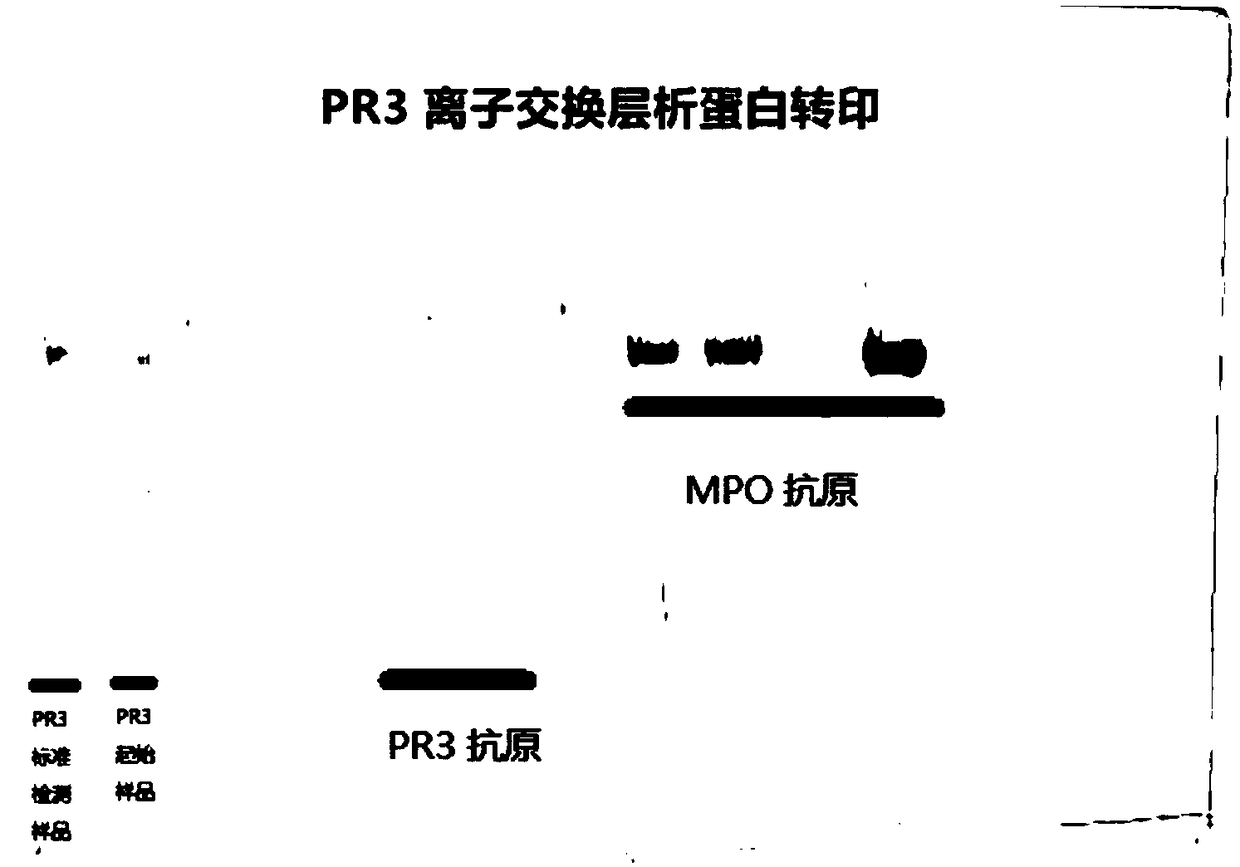 Method for separating and purifying natural protease 3 from azurophilic granules of human blood neutrophile granulocytes