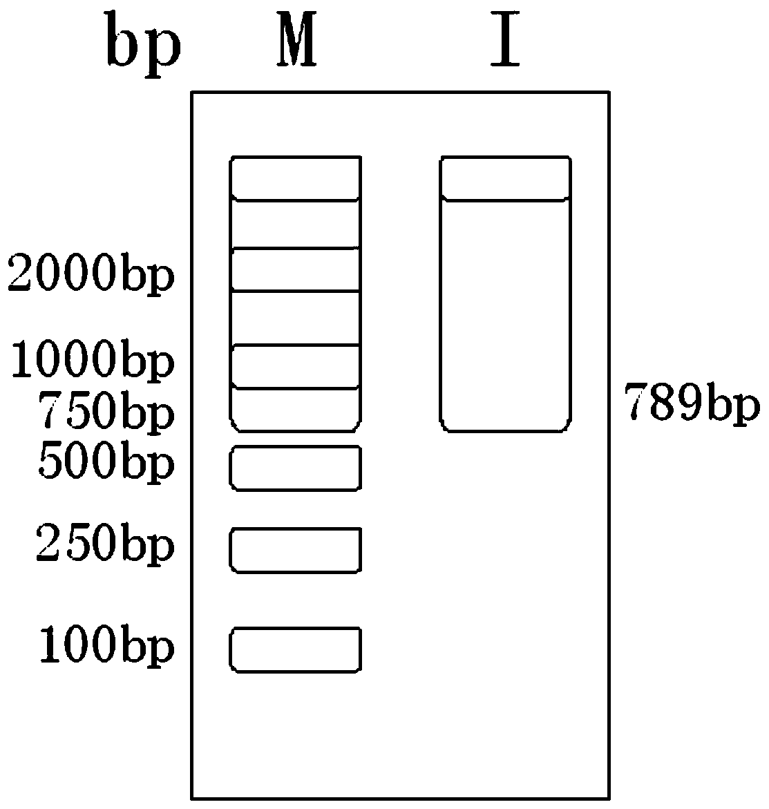 Preparation method of recombinant lactobacillus plantarum expressing porcine circovirus type-3 Cap gene