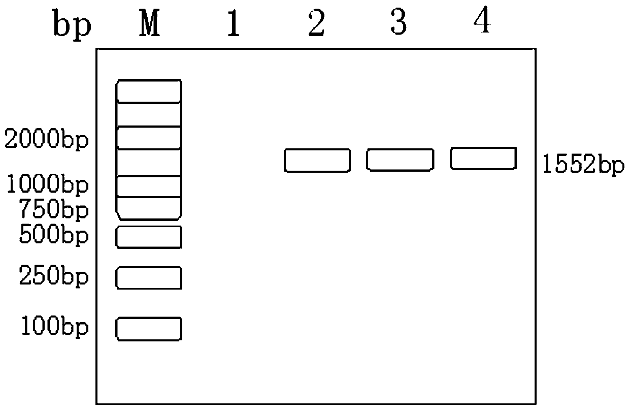 Preparation method of recombinant lactobacillus plantarum expressing porcine circovirus type-3 Cap gene