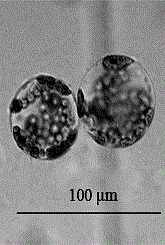 Method for rapid preparation of leaf protoplasts of Stevia rebaudiana