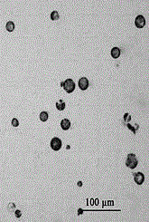 Method for rapid preparation of leaf protoplasts of Stevia rebaudiana