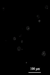 Method for rapid preparation of leaf protoplasts of Stevia rebaudiana