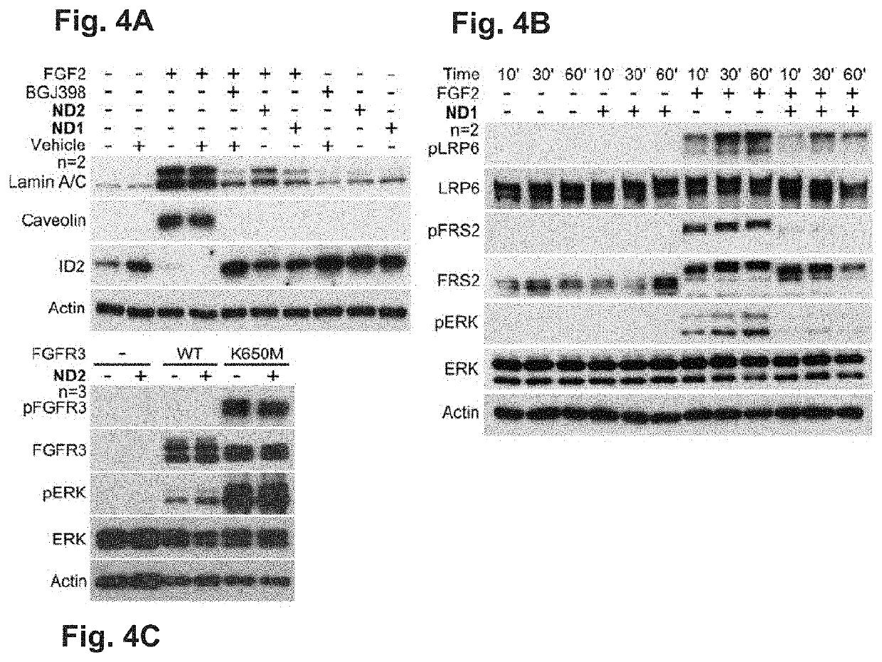 Nanodiamonds as artificial proteins for regulation of a cell signalling system