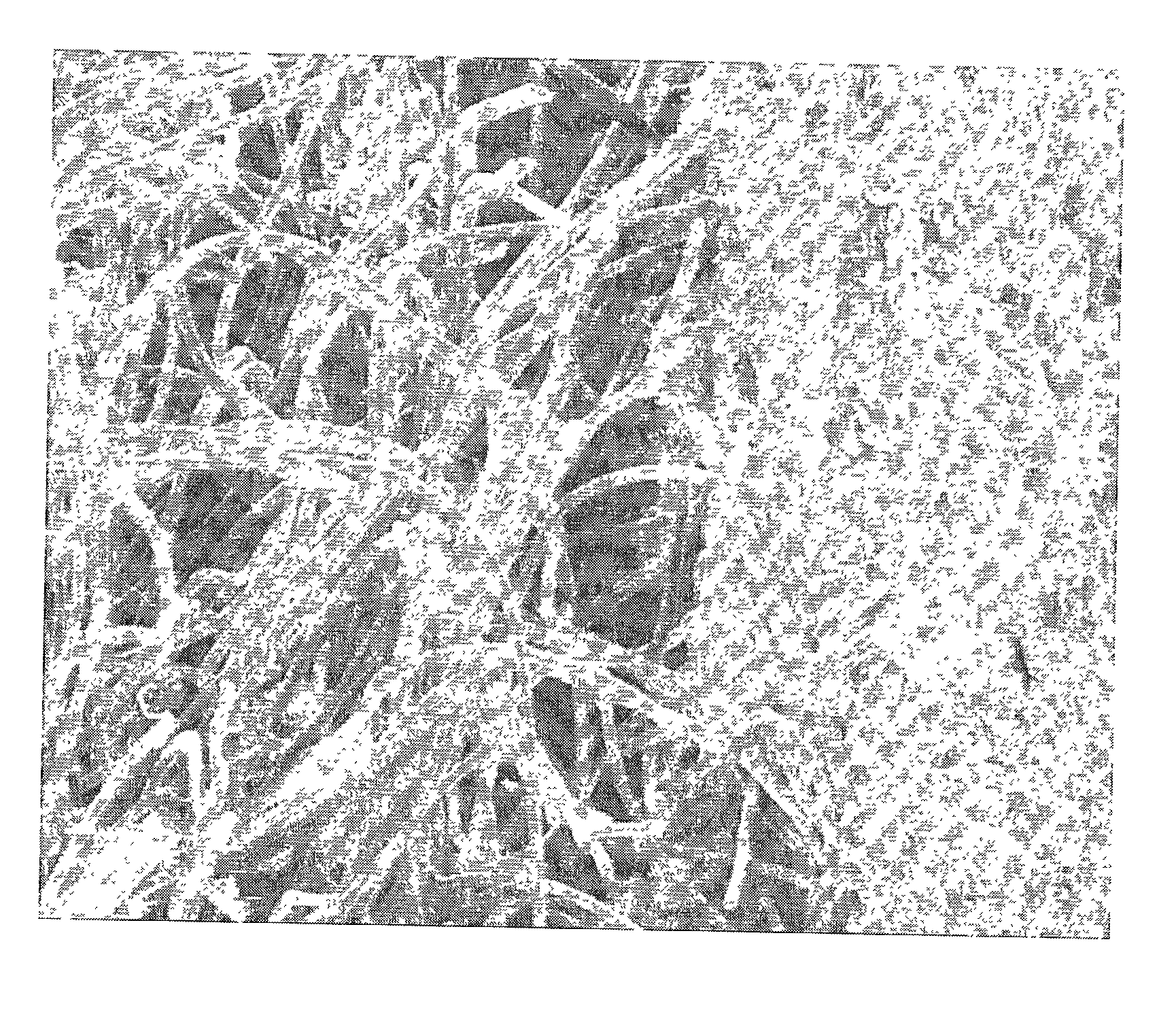 Hybrid biologic/synthetic porous extracellular matrix scaffolds