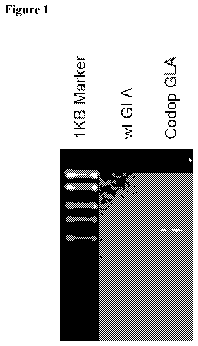 Fabry disease gene therapy