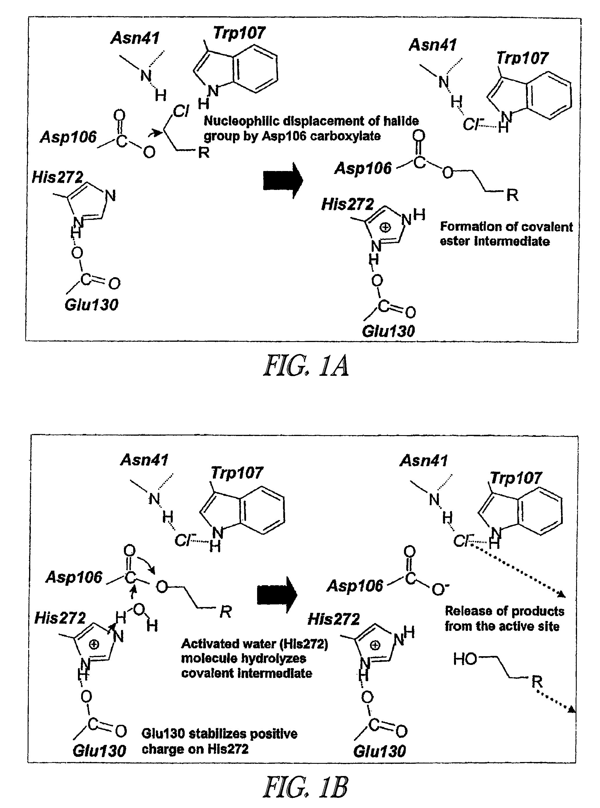 Covalent tethering of functional groups to proteins and substrates therefor