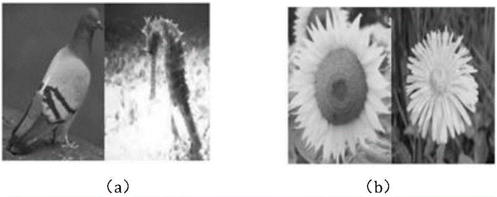 Fine grain image classification method based on common dictionary pair and class-specific dictionary pair