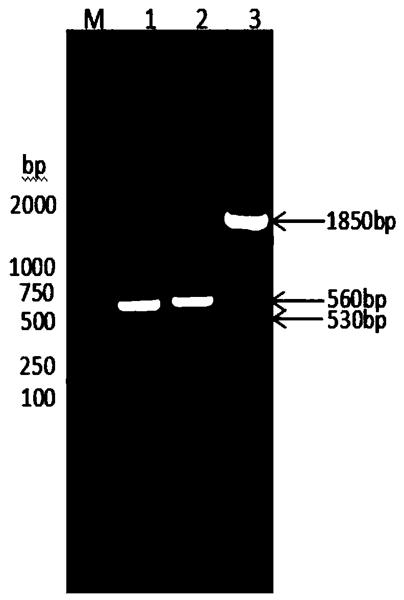 Fusion protein composed of bovine albumin, bovine interferon gamma and bovine interferon alpha and preparation method thereof