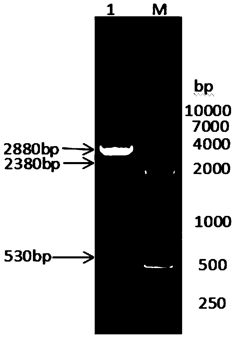 Fusion protein composed of bovine albumin, bovine interferon gamma and bovine interferon alpha and preparation method thereof