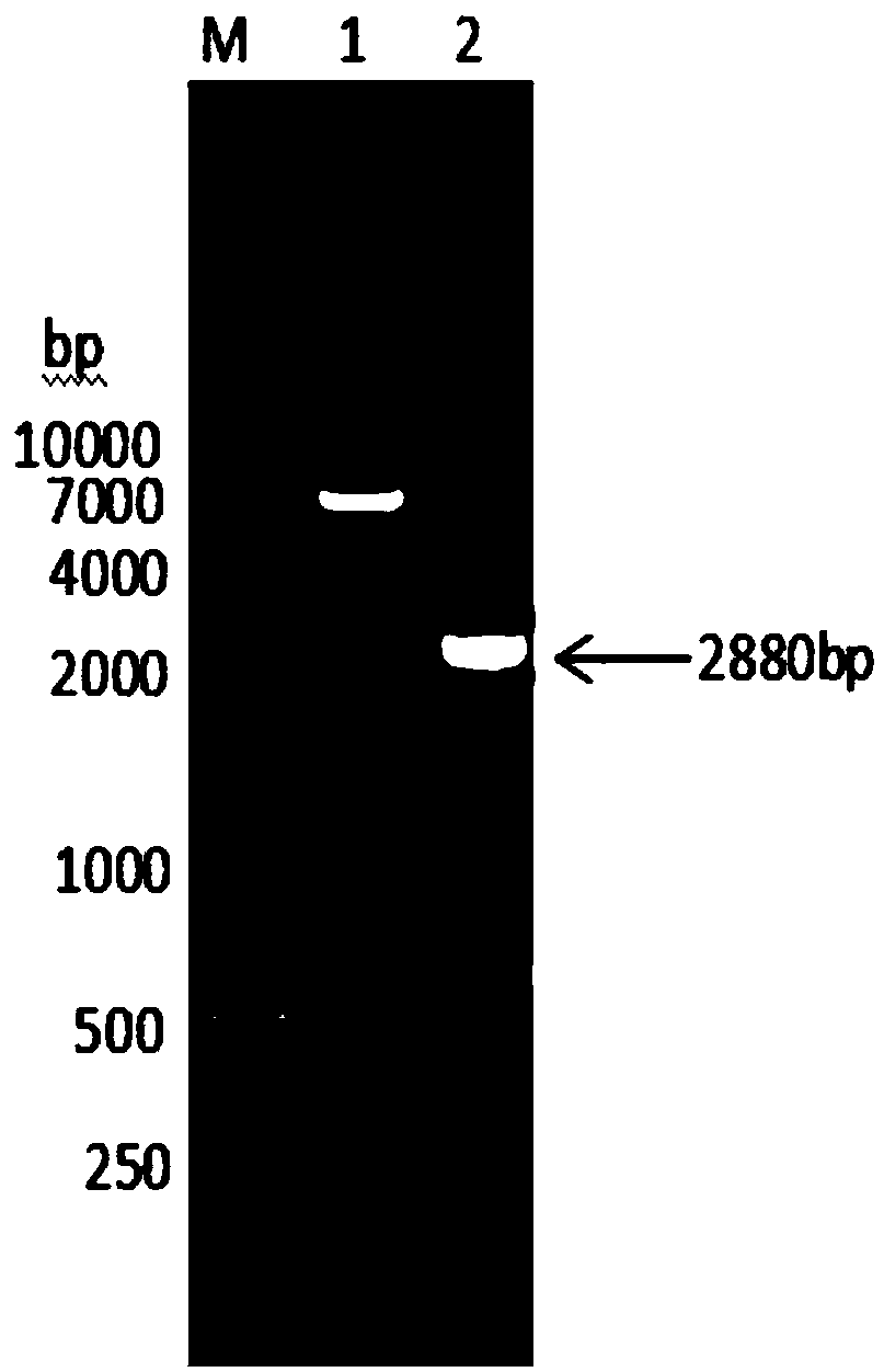 Fusion protein composed of bovine albumin, bovine interferon gamma and bovine interferon alpha and preparation method thereof